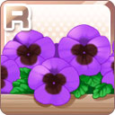 Rパンジーの植え込み 紫.jpg