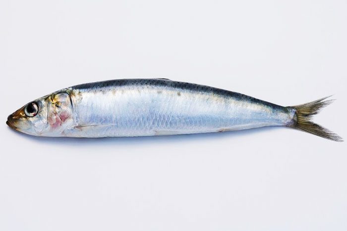 sardine-700x466.jpg