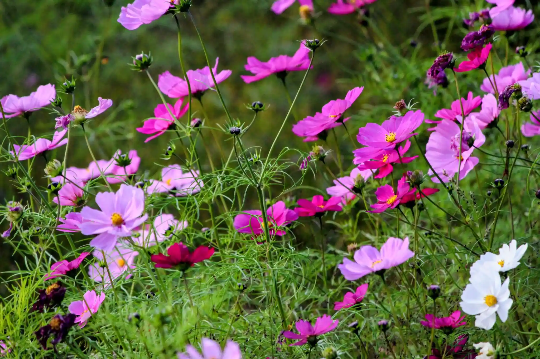 IMG_6147~2.JPG IMG_6147~2.JPG