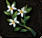 雪割草.PNG 雪割草.PNG