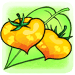 銀杏の果実