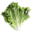 Lettuce.png
