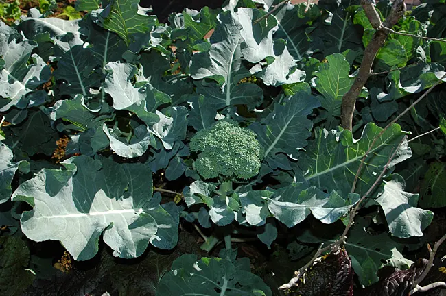 broccoli_.jpg
