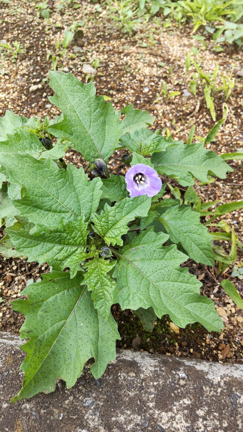 オオセンナリ - 植物図鑑 Wiki*