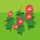 flower_hibiscus.png