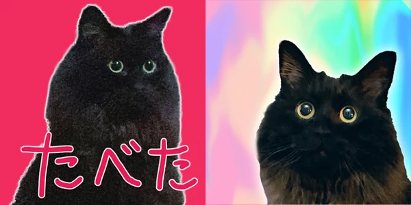 ポルカドットクラブ 黒猫ちゃん ポルカドットクラブ 黒猫ちゃん ポルカドットスティングレイの