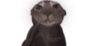 虚無猫.png