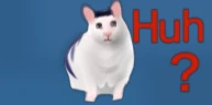 Huh猫.png