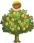 Lemon-Tree.png