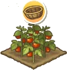 トマト（収穫可）
