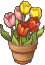 チューリップの鉢植え