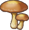 Mushroom2.png
