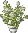 白いバラの鉢植え