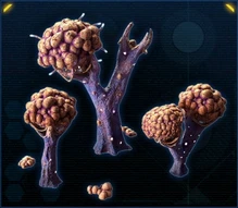 Fungus Globulus Rosea.jpg
