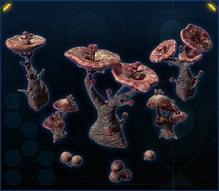 Fungus Pileus Rosea.jpg