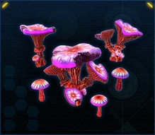 Fungus Regula Rosea.jpg