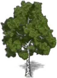 birch-tree-1.png