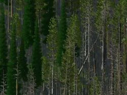 No7 Assorted Tree Controllers No7 Assorted Tree Controllers