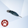 Blue-Jay-Feather.png