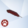 Cardinal-Feather.png