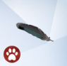 Duck-Feather.png