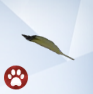 Finch-Feather.png