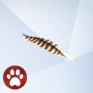 Pheasant-Feather.png
