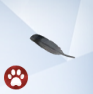 Pigeon-Feather.png