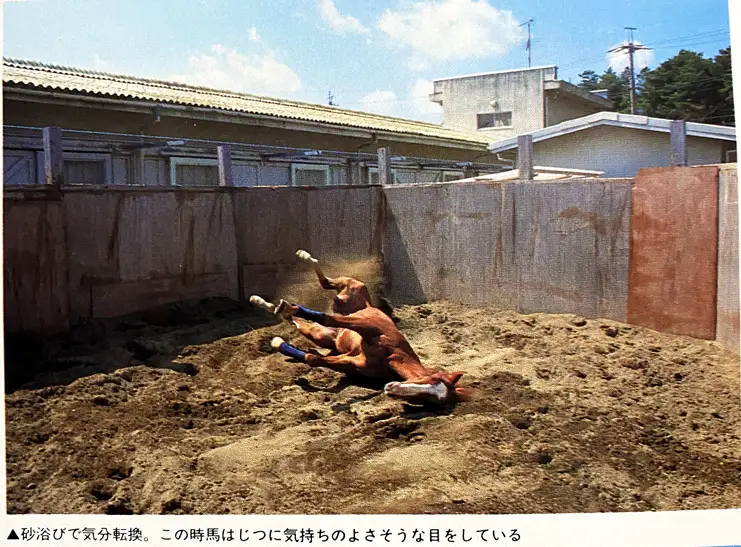 89年頃の美浦の砂浴び場.jpg