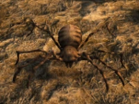 spider00.png