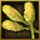 icon_spl_1015_shingreenleaf.png