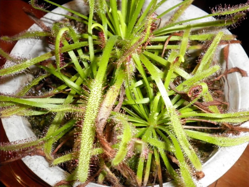 D Capensis 食虫植物wiki Wiki