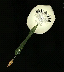 炎木扇.png 炎木扇.png