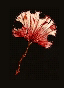 血印紅.png 血印紅.png