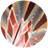 Elemental Forces.png Elemental Forces.png