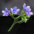 Bugloss.png