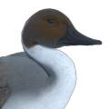 120px-Northern_pintail_male_common.png