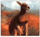 300px-Species_kangaroo.png
