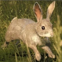 Cottontail Rabbit.png