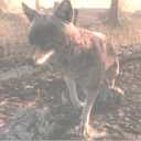 Coyote.png