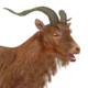 Feral_goat_male_brown.webp