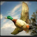 Mallard Duck.png