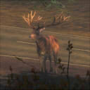 Red deer_0.jpg