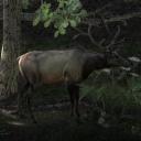 Roosevelt Elk.jpg