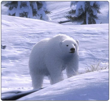 Species_polar_bear.png