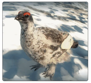 Species_rock_ptarmigan.png