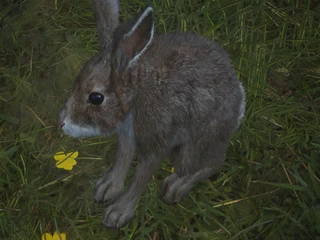 EARLY_VERSION_RABBIT.png