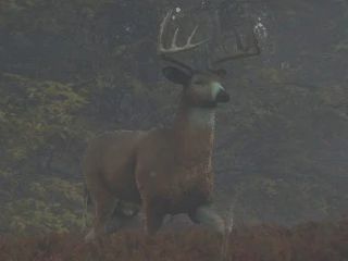 WHITETAIL_DEER.png