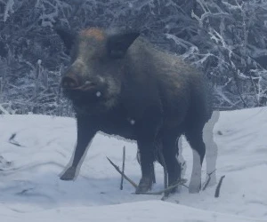 boar.png