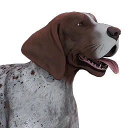 dog_pointer_female_white_brown.png
